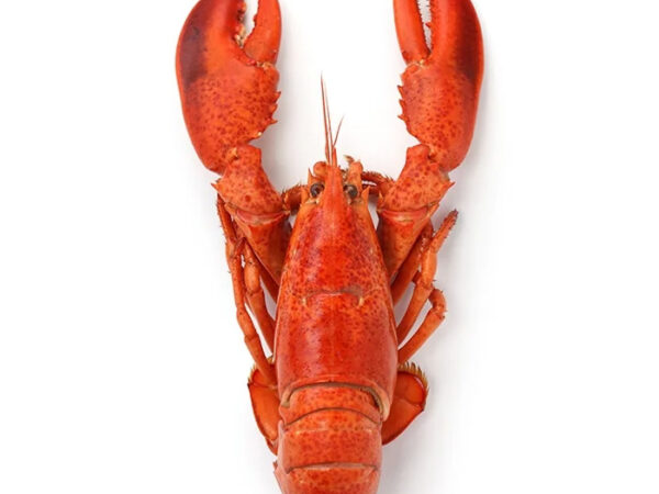 Whole Cornish Lobster